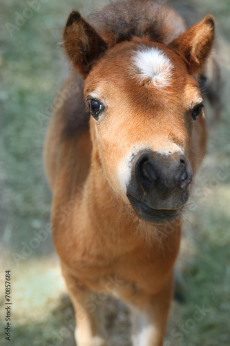 Obraz na plátně Baby miniature horse