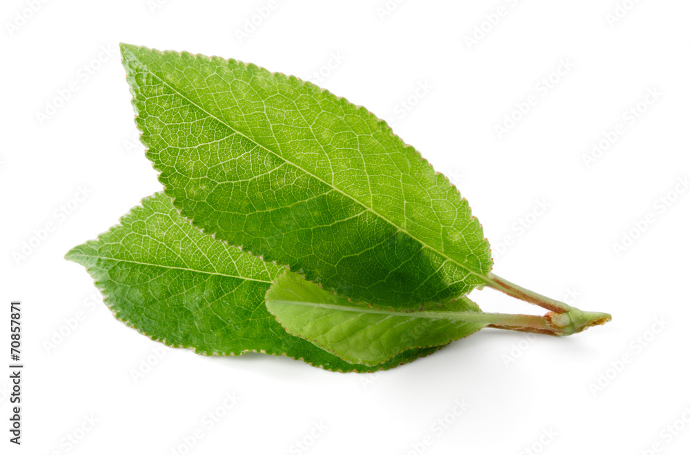 Fototapeta premium Cherry leaves isolated on white background