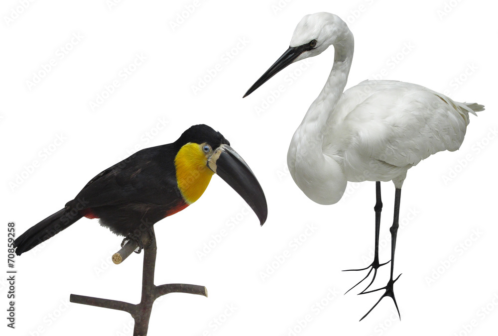 Obraz premium toucan