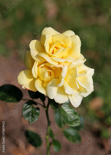 photo beautiful yellow roses