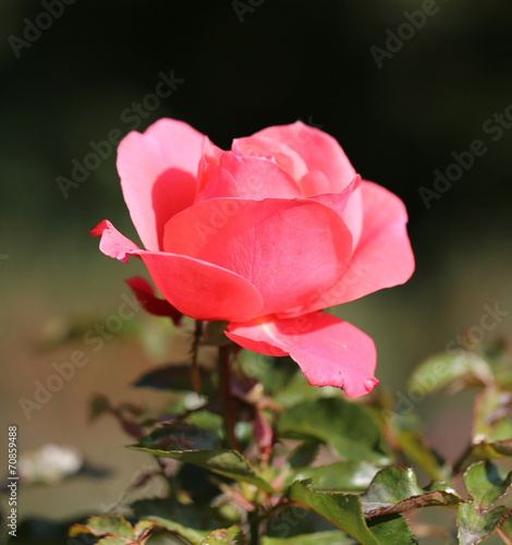 photo beautiful pink rose