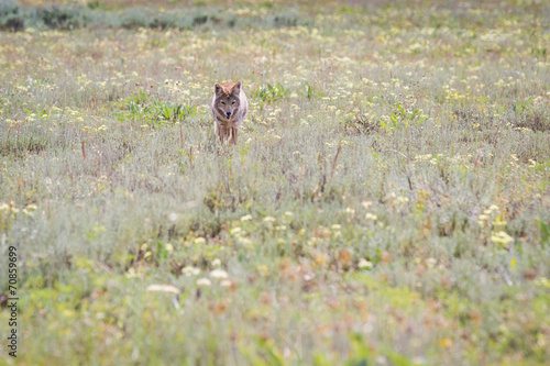 wild coyote