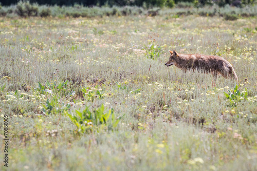 wild coyote photo