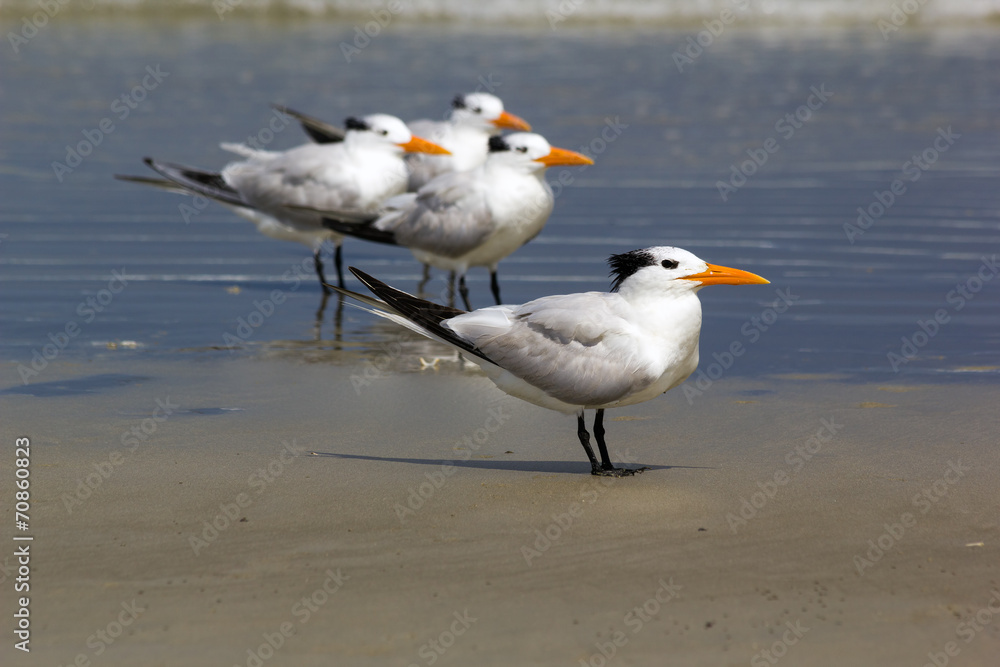 Obraz premium Royal tern