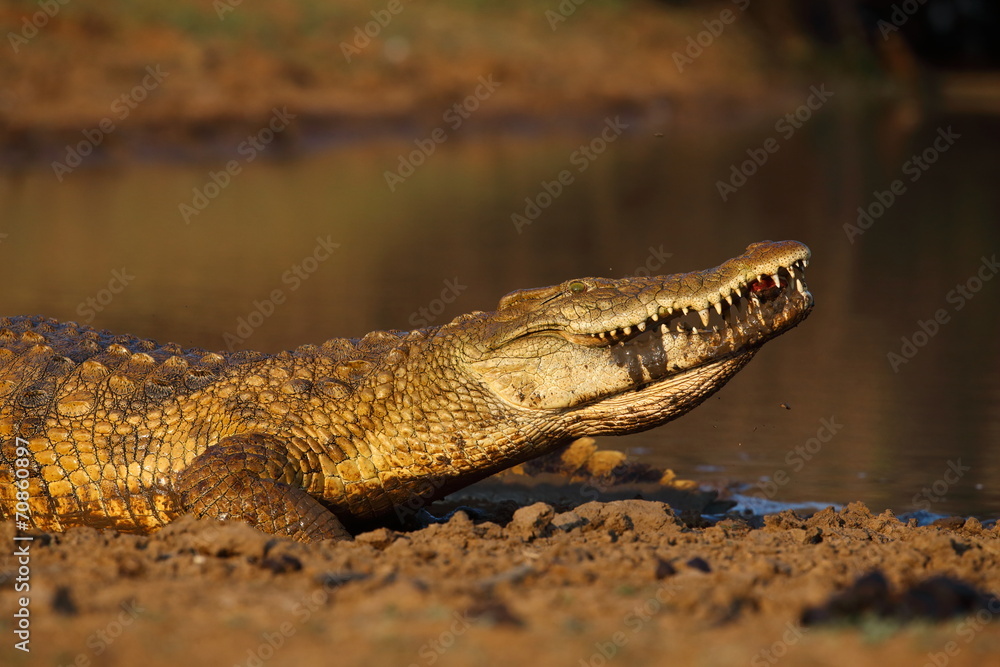 Obraz premium Nile Crocodile