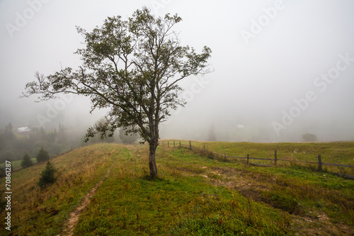 Lonely tree on the hill