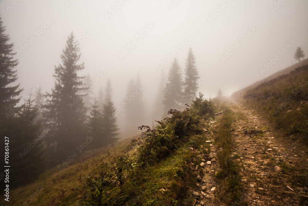 Mystical deep fog in a forest Mystical deep fog in a forest