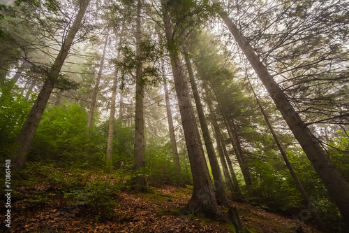 Mystical deep fog in a forest