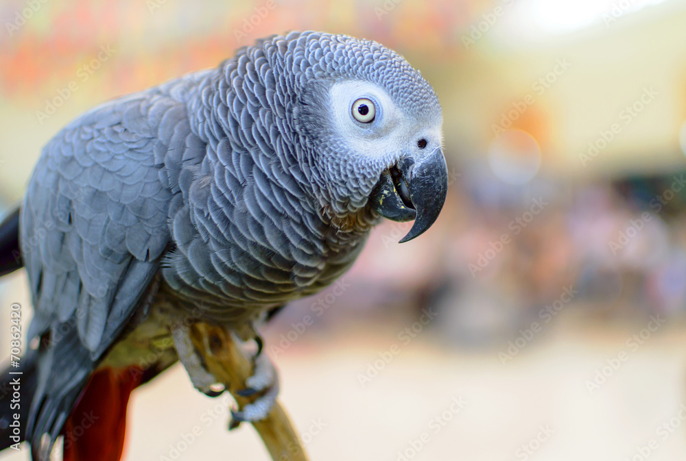 Fototapeta premium Grey Parrot