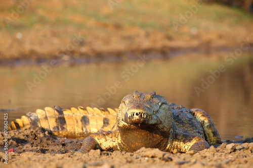 Nile Crocodile