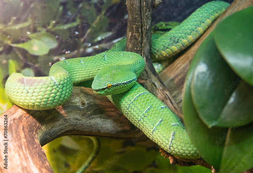Wagler's palm viper (Tropidolaemus Wagleri) Wagler's palm viper (Tropidolaemus Wagleri)