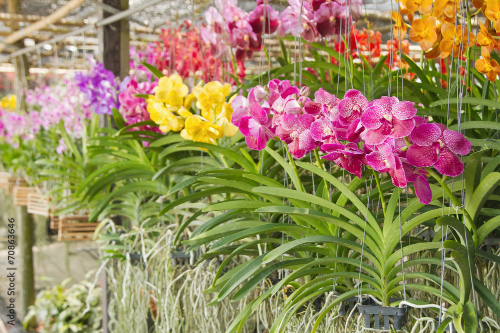  Orchid farm, orchid flower in plant market Thailand