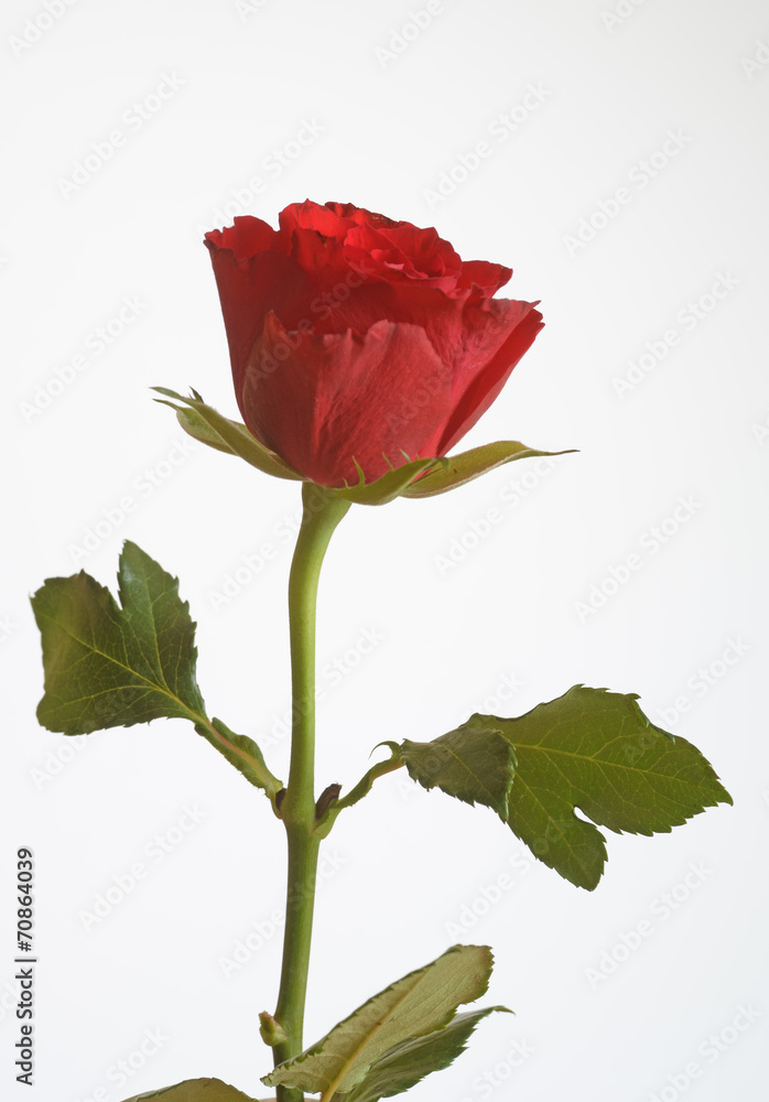 Obraz premium Rote Rose