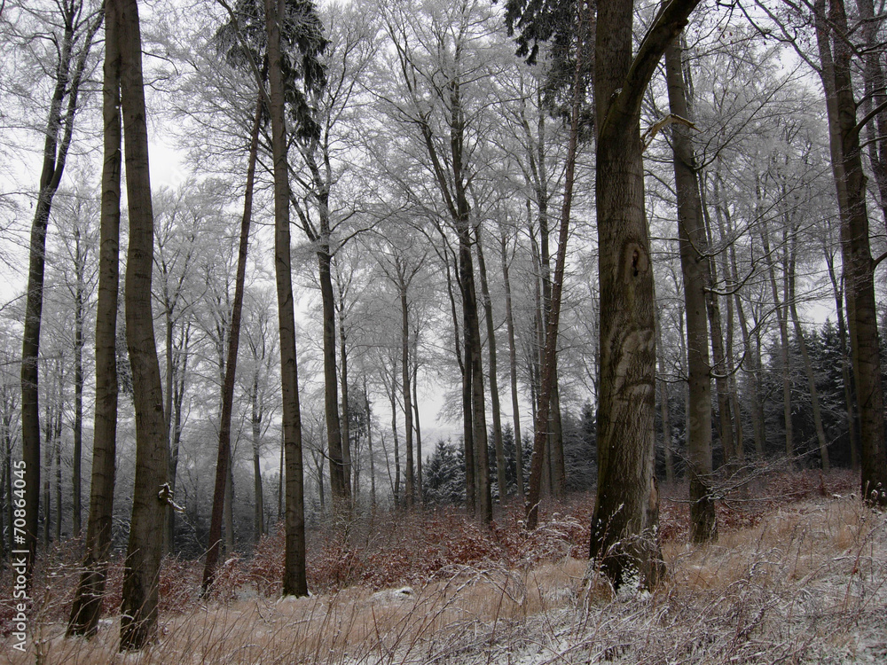 Buchenwald im Winter Buchenwald im Winter
