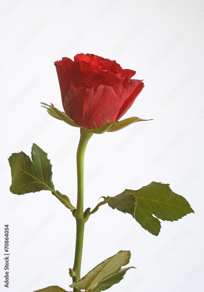 Fototapeta premium Rote Rose