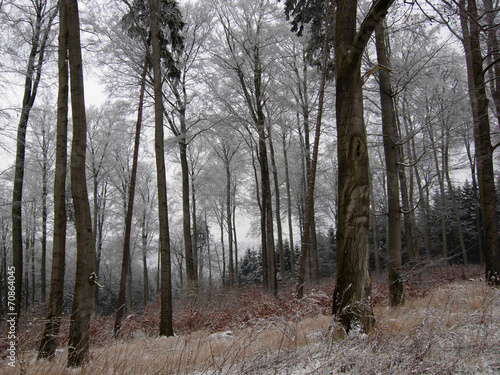 Buchenwald im Winter