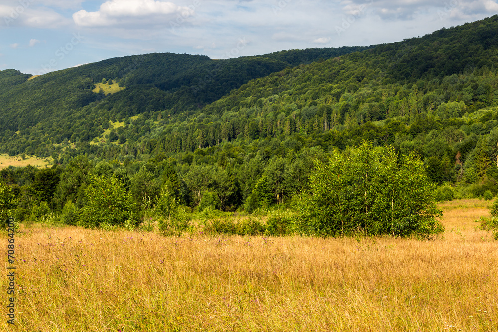 Fototapeta premium hillside meadow with forest in mountain