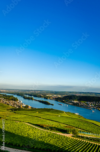 Weinbau am Rhein photo