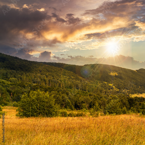hillside meadow with forest in mountain at sunset © Pellinni