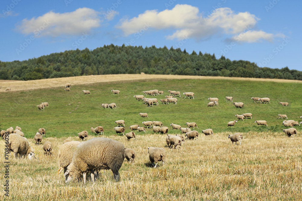 sheep on meadow