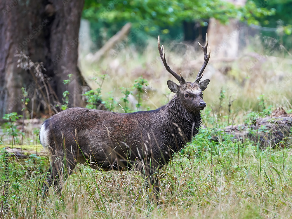 Sika Deer (cervus nippon) Sika Deer (cervus nippon)