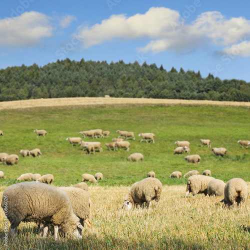 sheep on meadow