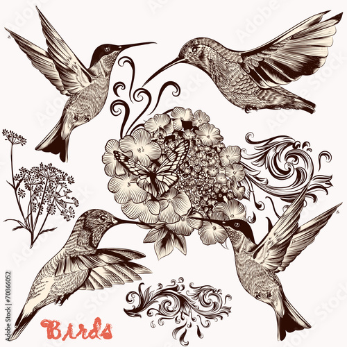 Collection of vector hand drawn birds for design