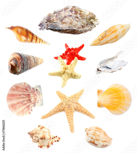 фотографія Collage of shells isolated on white