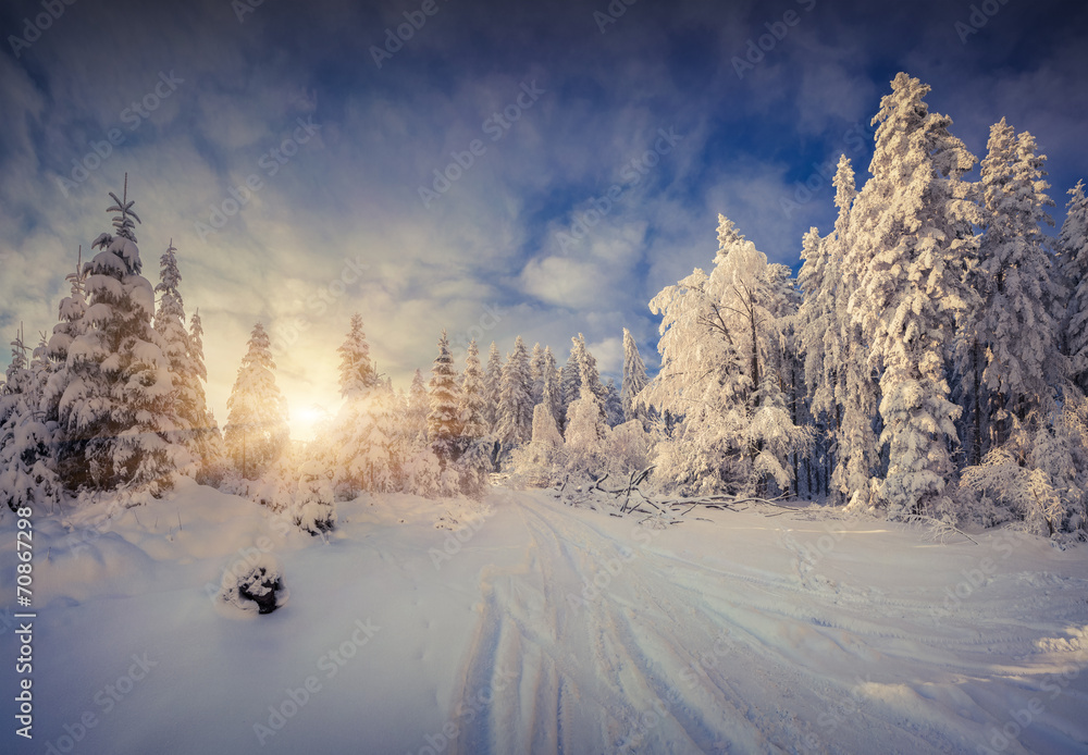Sunny winter morning in the mountain forest