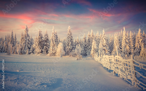 Panorama of the winter sunrise in the forest