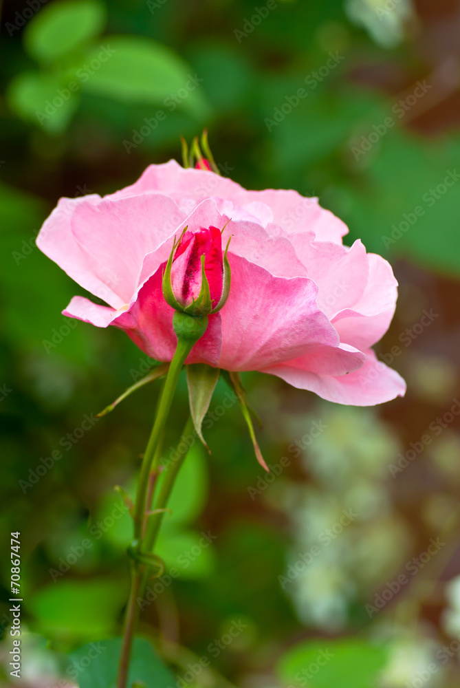 Pink rose flower with fresh bud in summer.