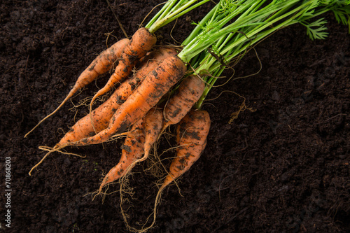 carrots in the ground