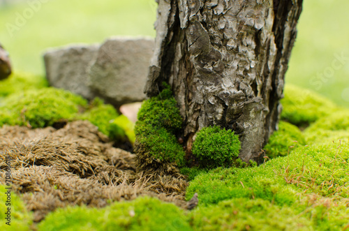 pine trunk in moss