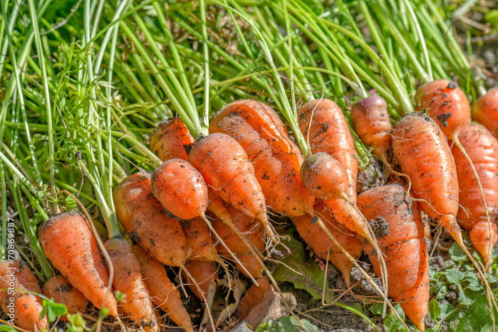 Fresh carrots on ground Fresh carrots on ground