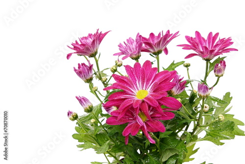 Pink chrysanthemum flower on isolated white background