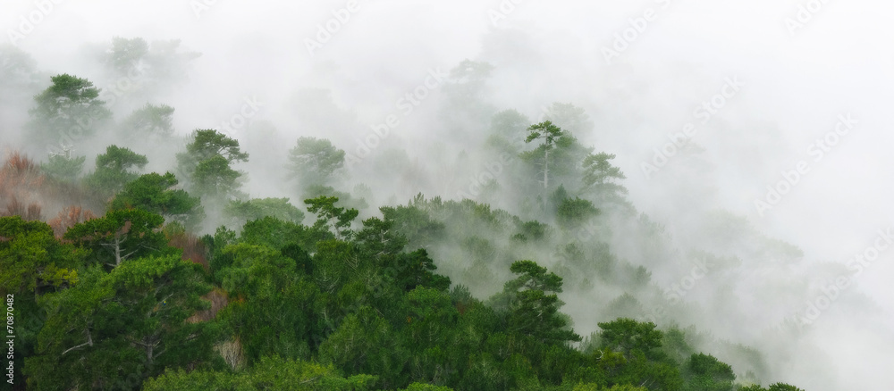 Fototapeta premium Forest