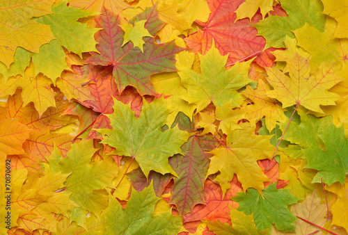 Photo of autumn colorful fall maple leaves