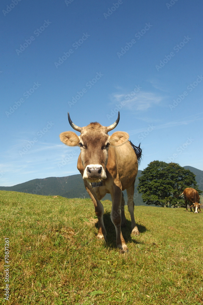 cow with beautiful horns on the field