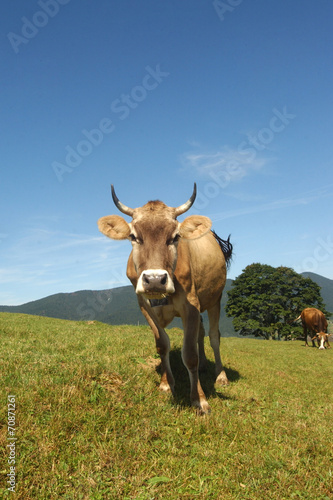 cow with beautiful horns on the field