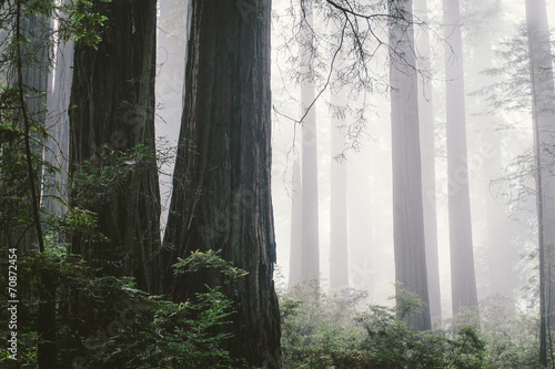 Foggy redwood forest in North Coast photo