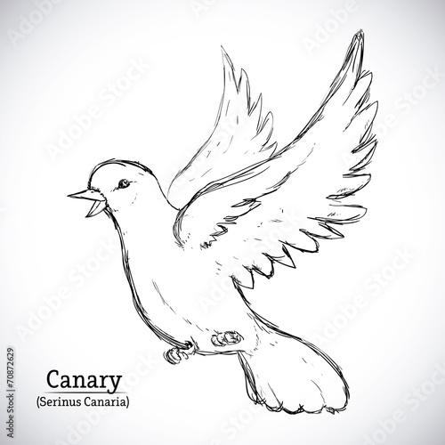 bird design