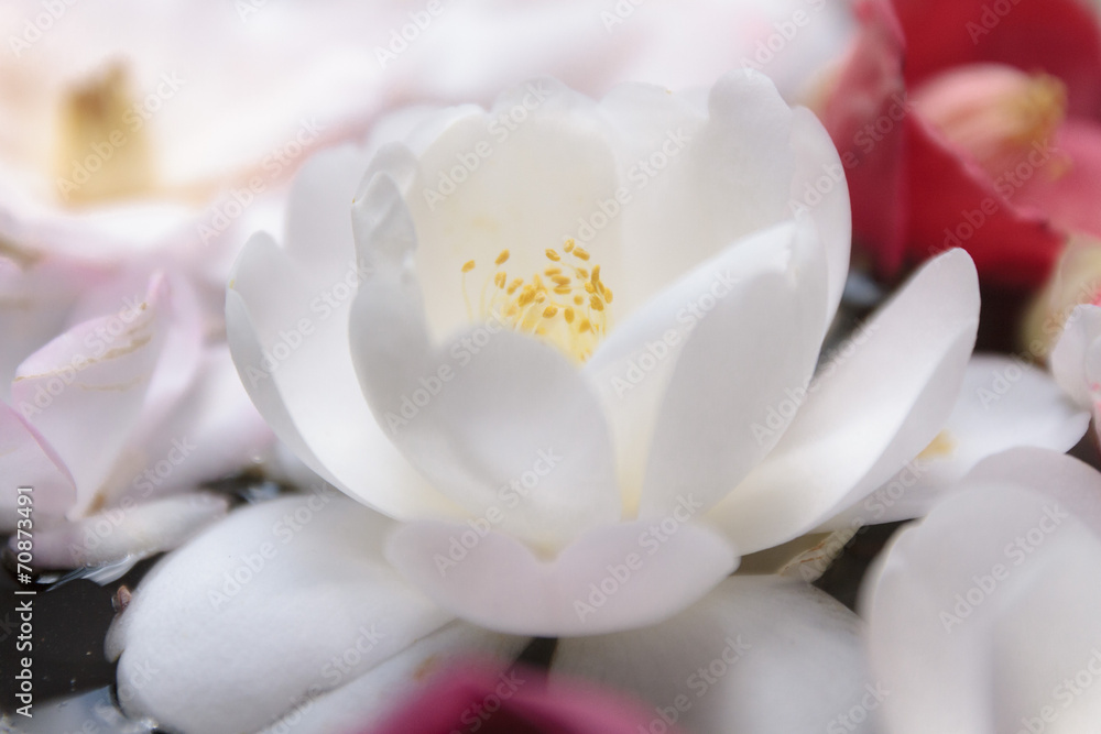 Obraz premium 白い椿