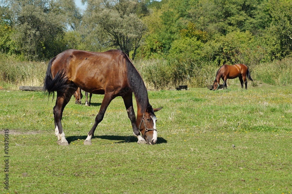 Horses on a farm in a summer meadow Horses on a farm in a summer meadow