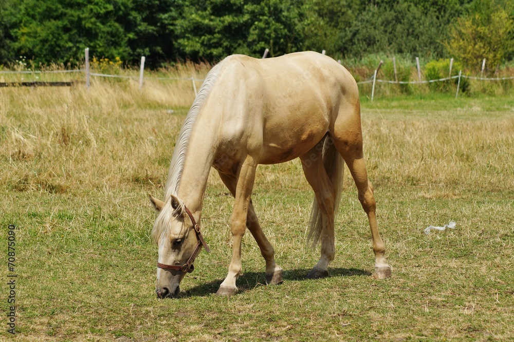 Horse on a farm in a summer meadow Horse on a farm in a summer meadow