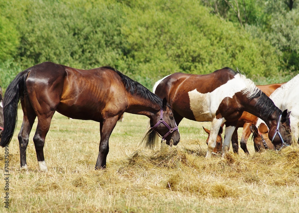 Horses on a farm in a summer meadow Horses on a farm in a summer meadow