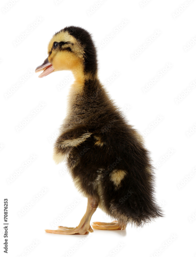 Little cute duckling isolated on white Little cute duckling isolated on white