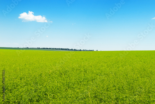 picturesque green field and blue sky