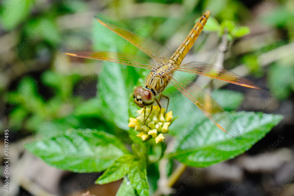 top view orange Dragonfly top view orange Dragonfly