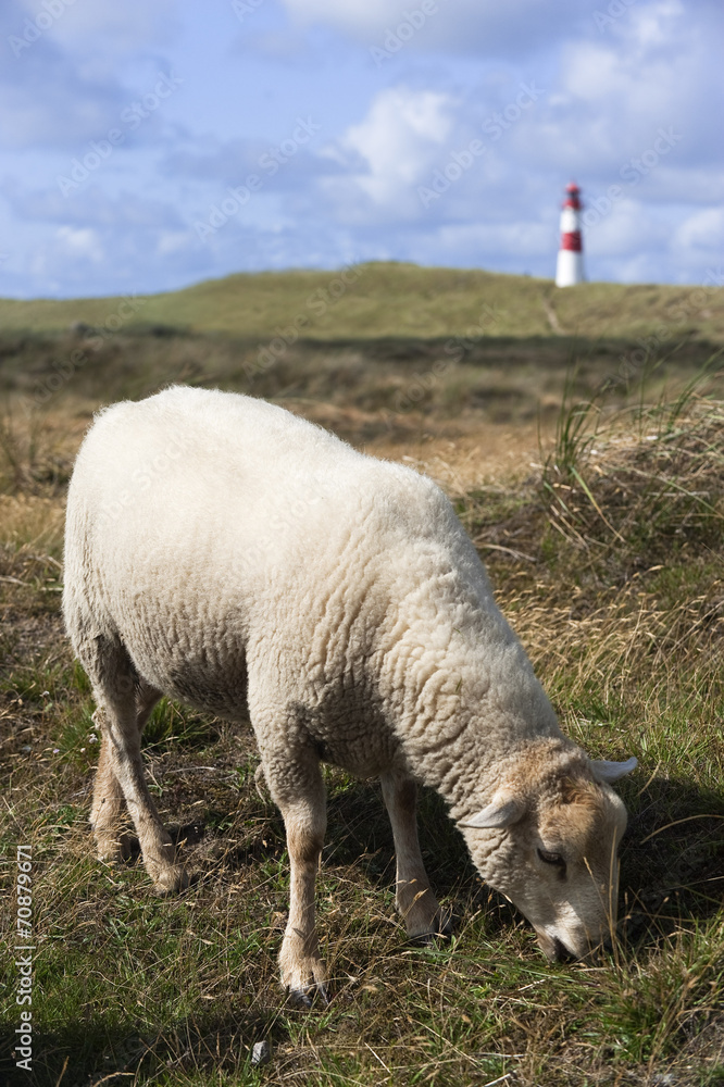 Fototapeta premium Schaf mit Leuchtturm am Ellenbogen auf Sylt
