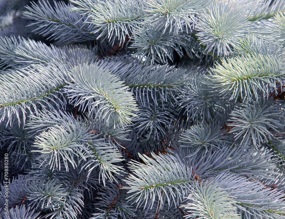silver spruce needles detail
